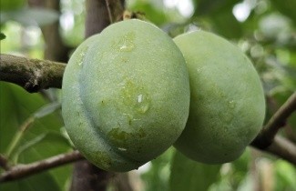 Afbeelding Pruim 'Victoria' - Prunus domestica 'Victoria'