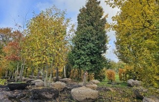 Afbeelding Westerse Levensboom 'Brabant' - Thuja occidentalis 'Brabant'