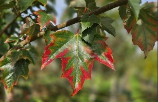 Afbeelding Rode Esdoorn  'Red Sunset' - Acer rubrum 'Red Sunset'