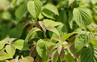 Afbeelding Kornoelje alternifolia - Cornus alternifolia