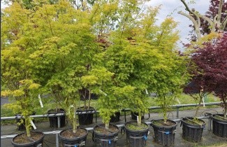 Afbeelding Japanse Esdoorn 'Seiryu' - Acer palmatum 'Seiryu'