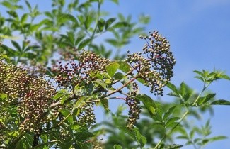 Afbeelding Vlier - Sambucus nigra