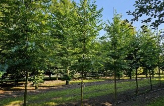 Afbeelding Storaxboom - Styrax japonicus