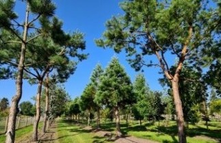 Afbeelding Oostenrijkse Den - Pinus nigra subsp. nigra
