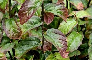 Afbeelding Perzisch IJzerhout 'Persian Spire' - Parrotia persica 'Persian Spire'