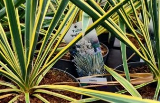 Afbeelding Palmlelie 'Bright Edge' - Yucca filamentosa 'Bright Edge'