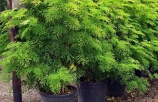 Afbeelding Zuil vlier 'Golden Tower' - Sambucus nigra 'Golden Tower'