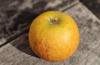 Afbeelding Appel 'Cox' - Malus domestica 'Cox's Orange Pippin'