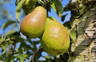 Afbeelding Handpeer 'Bonne Louise d'Avranches' - Pyrus communis 'Bonne Louise d'Avranches'