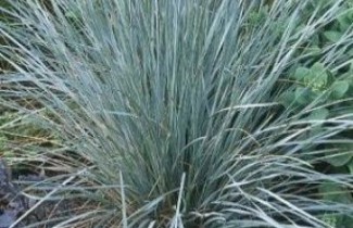 Afbeelding Sierhaver - Helictotrichon sempervirens