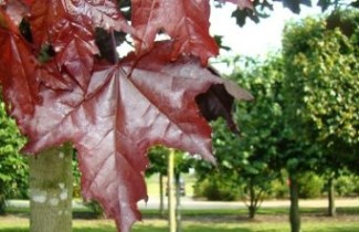 Afbeelding Roodbladige Noorse Esdoorn - Acer platanoides 'Royal Red'