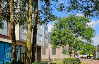 Afbeelding Valse Christusdoorn 'Skyline' - Gleditsia triacanthos 'Skyline'