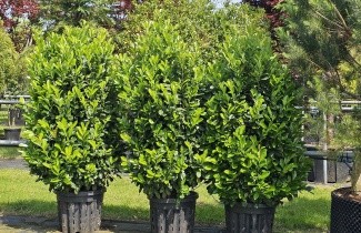 Afbeelding Haaglaurier met gekleurd uitlopend blad - Prunus laurocerasus 'Bonaparte'