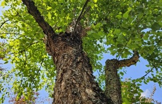 Afbeelding Zwarte Berk - Betula nigra