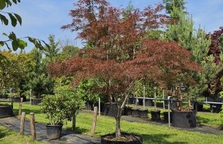 Afbeelding Japanse Esdoorn 'Linearilobum' - Acer palmatum 'Linearilobum'