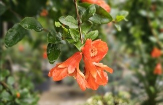 Afbeelding Granaatappel - Punica granatum