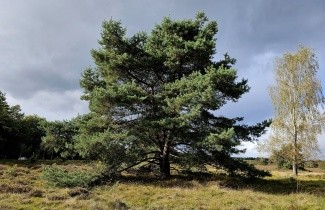 Afbeelding Grove Den, beveerd - Pinus sylvestris