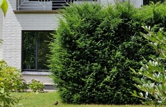 Afbeelding Venijnboom - Taxus baccata