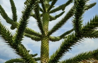 Afbeelding Apenboom, slangenden - Araucaria araucana