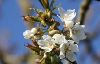 Afbeelding Wilde kers - Prunus avium