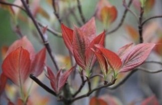 Afbeelding Veelbloemige kornoelje 'Royal Red' - Cornus florida 'Royal Red'