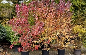 Afbeelding Amerikaanse esdoorn - Acer rubrum 'Brandywine'