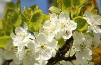 Afbeelding Pruim 'Santa Rosa' - Prunus domestica 'Santa Rosa'