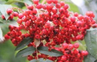 Afbeelding Amerikaanse Lijsterbes - Sorbus americana 'Belmonte'
