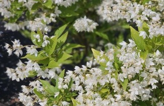 Afbeelding Bruidsbloem gracilis - Deutzia gracilis