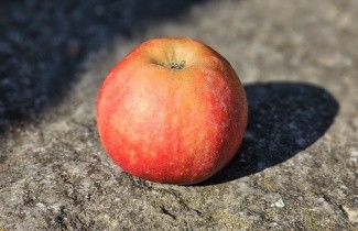 Afbeelding Appel 'Red Elstar' - Malus domestica 'Red Elstar'