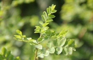 Afbeelding Erwtenstruik - Caragana arborescens
