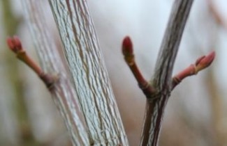 Afbeelding Slangenhuidesdoorn - Acer pensylvanicum