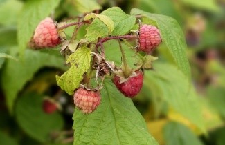 Afbeelding Framboos 'Autumn Bliss' - Rubus idaeus 'Autumn Bliss'