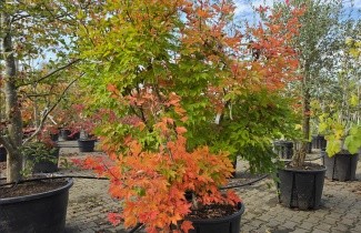 Afbeelding Driebloemige esdoorn - Acer triflorum