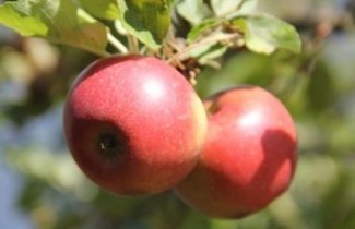 Afbeelding Appel 'Elstar' halfstam - Malus domestica 'Elstar'