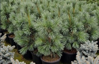 Afbeelding Den - Pinus flexillis 'Vanderwolf's Pyramid'