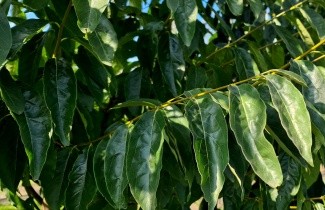 Afbeelding Lotusboom, dadelpruim - Diospyros lotus