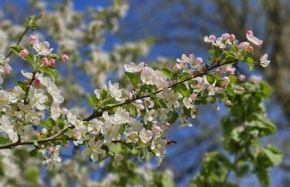 Afbeelding Sierappel 'Evereste' - Malus 'Evereste'