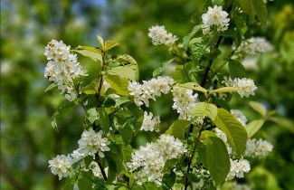 Afbeelding Europese vogelkers - Prunus padus