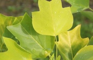 Afbeelding Tulpenboom 'Glen Gold' - Liriodendron tulipifera 'Glen Gold'