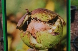 Afbeelding Walnoot 'Mars' - Juglans regia 'Mars'