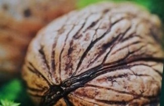Afbeelding Walnoot 'Seifersdorfer Runde' - Juglans regia 'Seifersdorfer Runde'