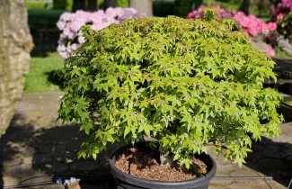 Afbeelding Amberboom, bol - Liquidambar styraciflua 'Gum Ball'