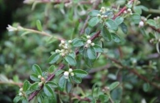 Afbeelding Dwergmispel Coral Beauty  - Cotoneaster suecicus Coral Beauty