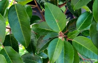 Afbeelding Portugese Laurierkers Tico - Prunus lusitanica 'Ybrazo' Tico