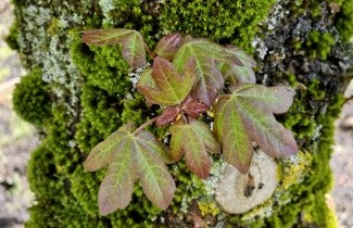 Afbeelding Veldesdoorn 'Red Shine' - Acer campestre 'Red Shine'