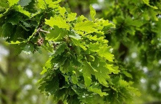 Afbeelding Zomereik - Quercus robur