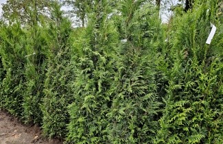 Afbeelding Levensboom - Thuja plicata 'Martin'