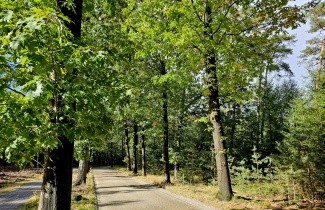 Afbeelding Amerikaanse Eik - Quercus rubra