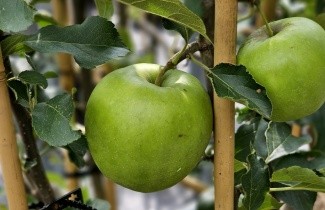 Afbeelding Appel 'Jonagold' - Malus domestica 'Jonagold'